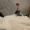 Perros Animados 2 30