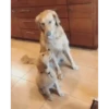 Perros Animados 1 30