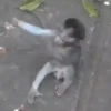 Changuitos  Mov 9