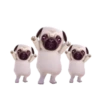 PUGS  MOV 6