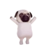 PUGS  MOV 9