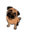 PUGS  MOV 14