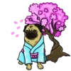 PUGS  MOV 15