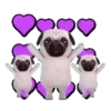 PUGS  MOV 17