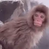 Changuitos  Mov 21