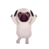 PUGS  MOV 19