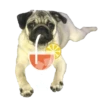 PUGS  MOV 21