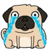 PUGS  MOV 26