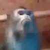 Changuitos  Mov 29