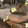 Changuitos  Mov 30