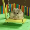 Маленькие хомяки 7