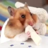 Маленькие хомяки 14