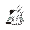 Cachorro PangAh mov 6