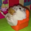 Маленькие хомяки 28