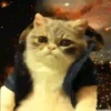 Gatitos Locos 2 5