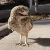 Pequeños búhos 5