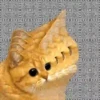 Gatinhos loucos 1 5