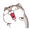 Cats1 7