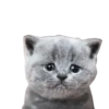 Cats1 8