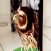 Pequeños búhos 6