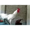 gallos & gallinas 5