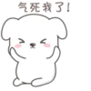 Cute White Dog 6