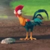 gallos & gallinas 7