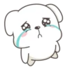 Cute White Dog 8