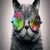 Gatinhos loucos 1 12