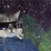Gatitos Locos 2 13