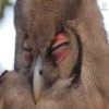 Pequeños búhos 10