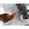 gallos & gallinas 11