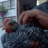 gallos & gallinas 12