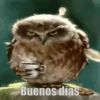 Pequeños búhos 12