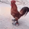 gallos & gallinas 13