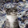 Gatinhos loucos 1 15