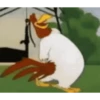 gallos & gallinas 14