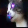 Gatitos Locos 2 19