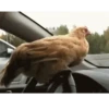 gallos & gallinas 15