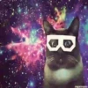 Gatinhos loucos 1 20