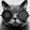 Gatitos Locos 2 22
