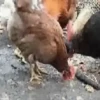 gallos & gallinas 16