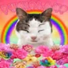 Gatinhos loucos 1 22