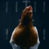 gallos & gallinas 18