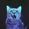 Gatinhos loucos 1 23