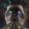 Gatinhos loucos 1 24