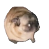 PEPE Special 21