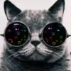 Gatitos Locos 2 24