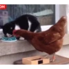 gallos & gallinas 21