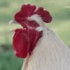 gallos & gallinas 22
